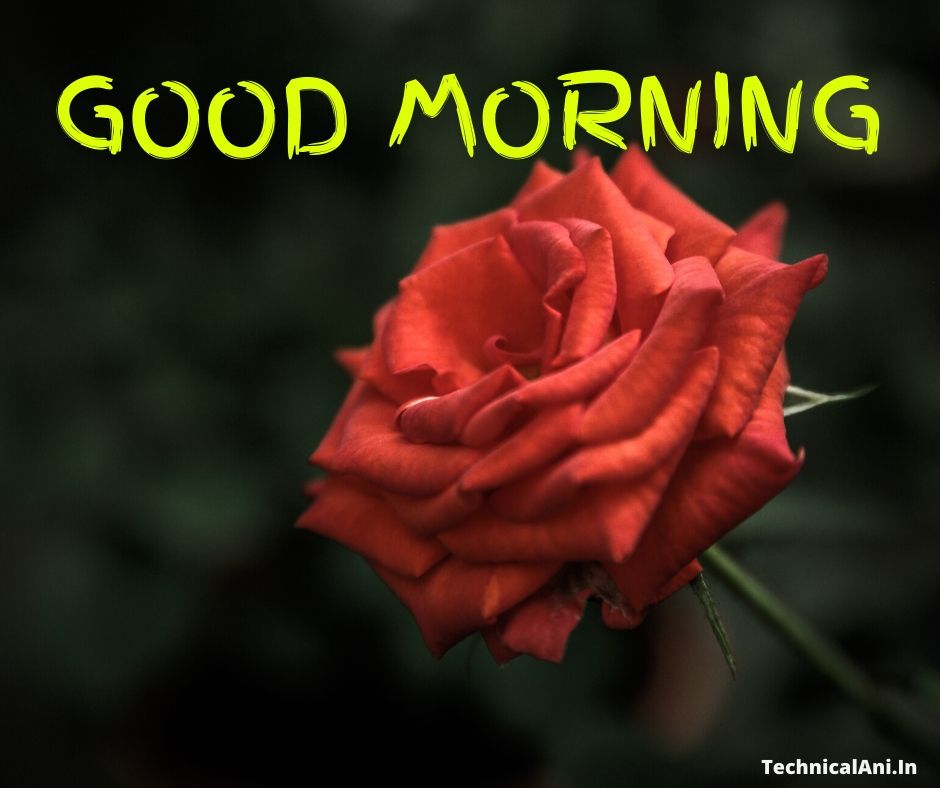 [BEST] Red Roses Good Morning | Good Morning Image with Flower - MPLUS ...