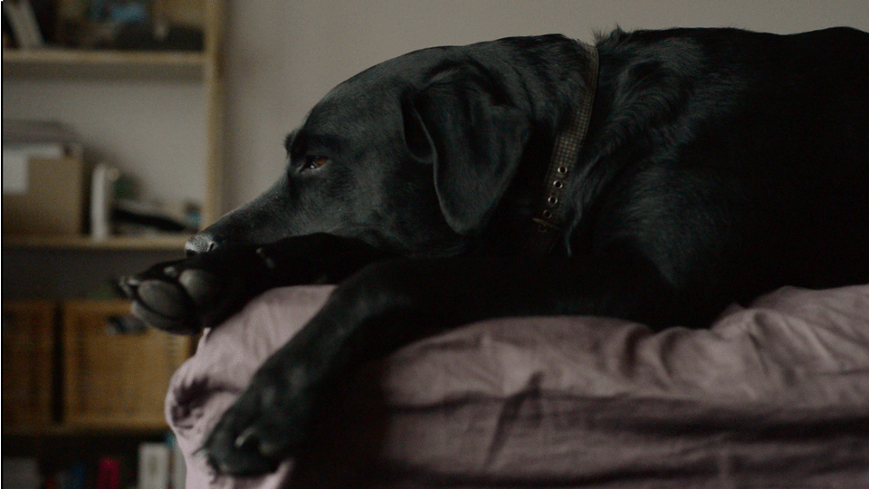 Lazy black dog gif