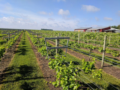 A vineyard in southern Minnesota. Photo: Annie Klodd