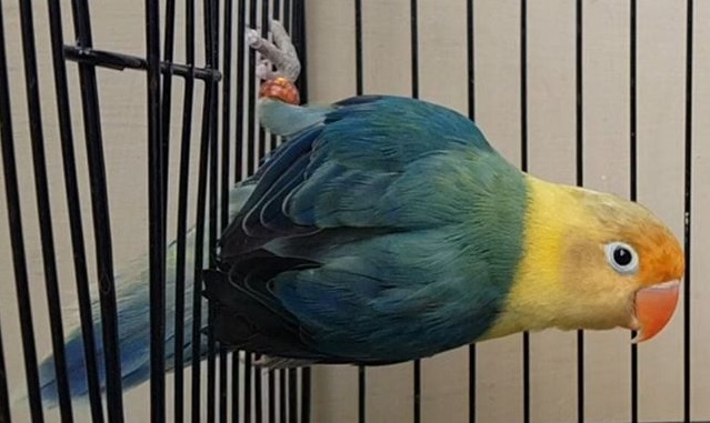 Catatan Burung Jenis Mutasi Warna Lovebird Parblue