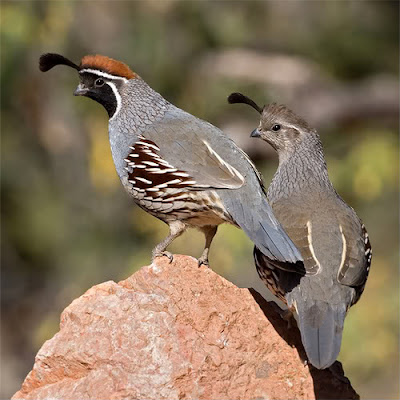 Quail | The Life of Animals