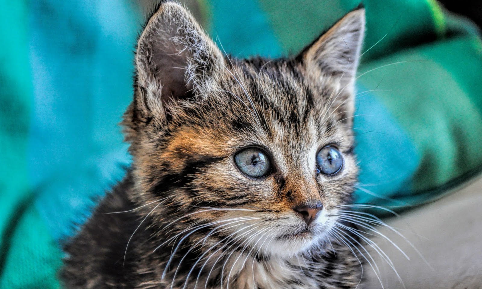 Kittens Latest HD Wallpapers