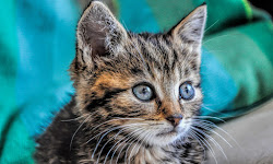 kittens wallpapers latest kitten cat companionship kitty known 4k human