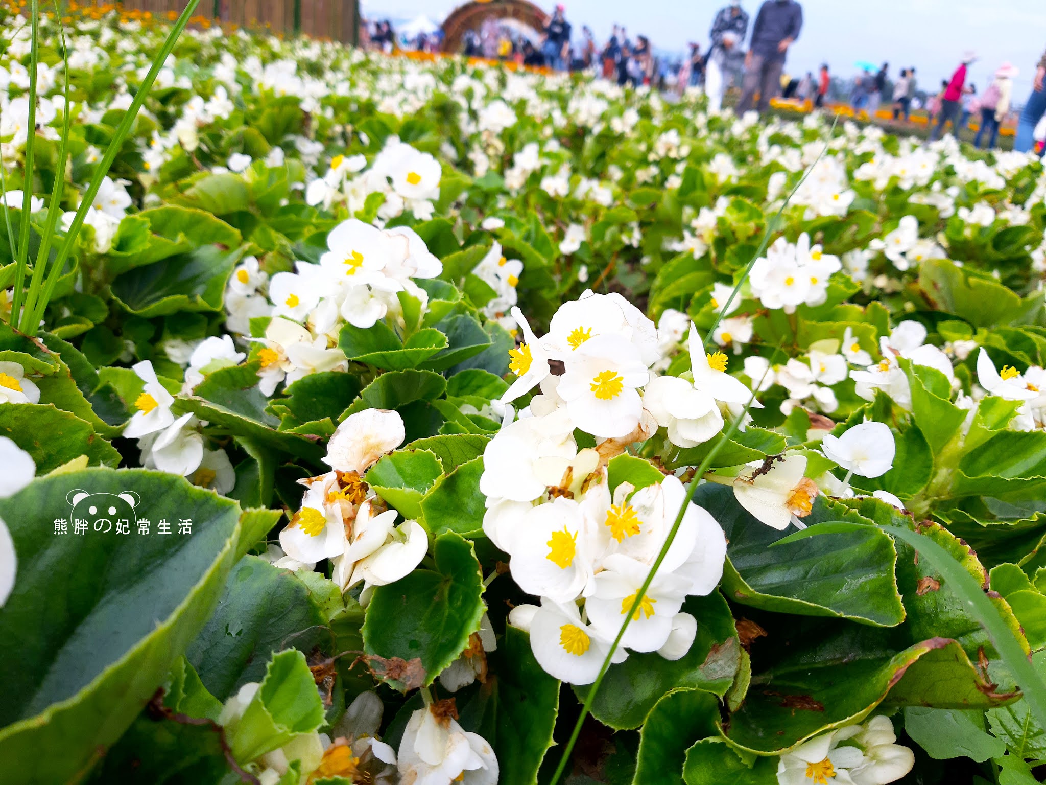 新社花海