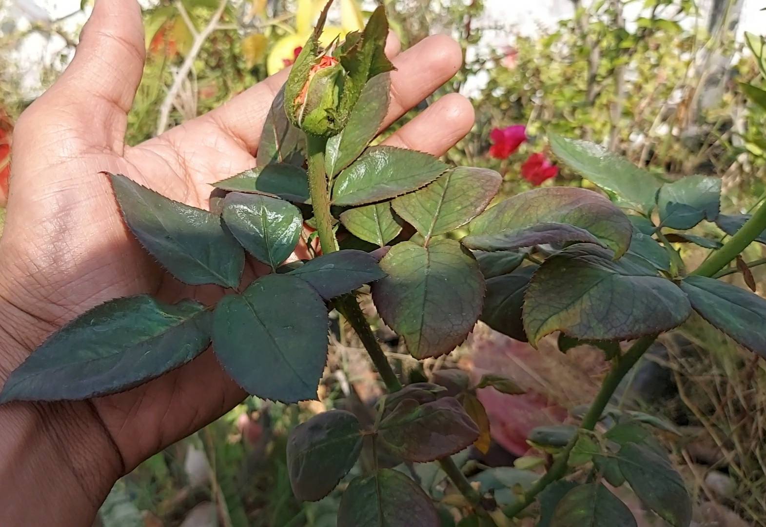 How to get more roses from rose plant Gardening basics