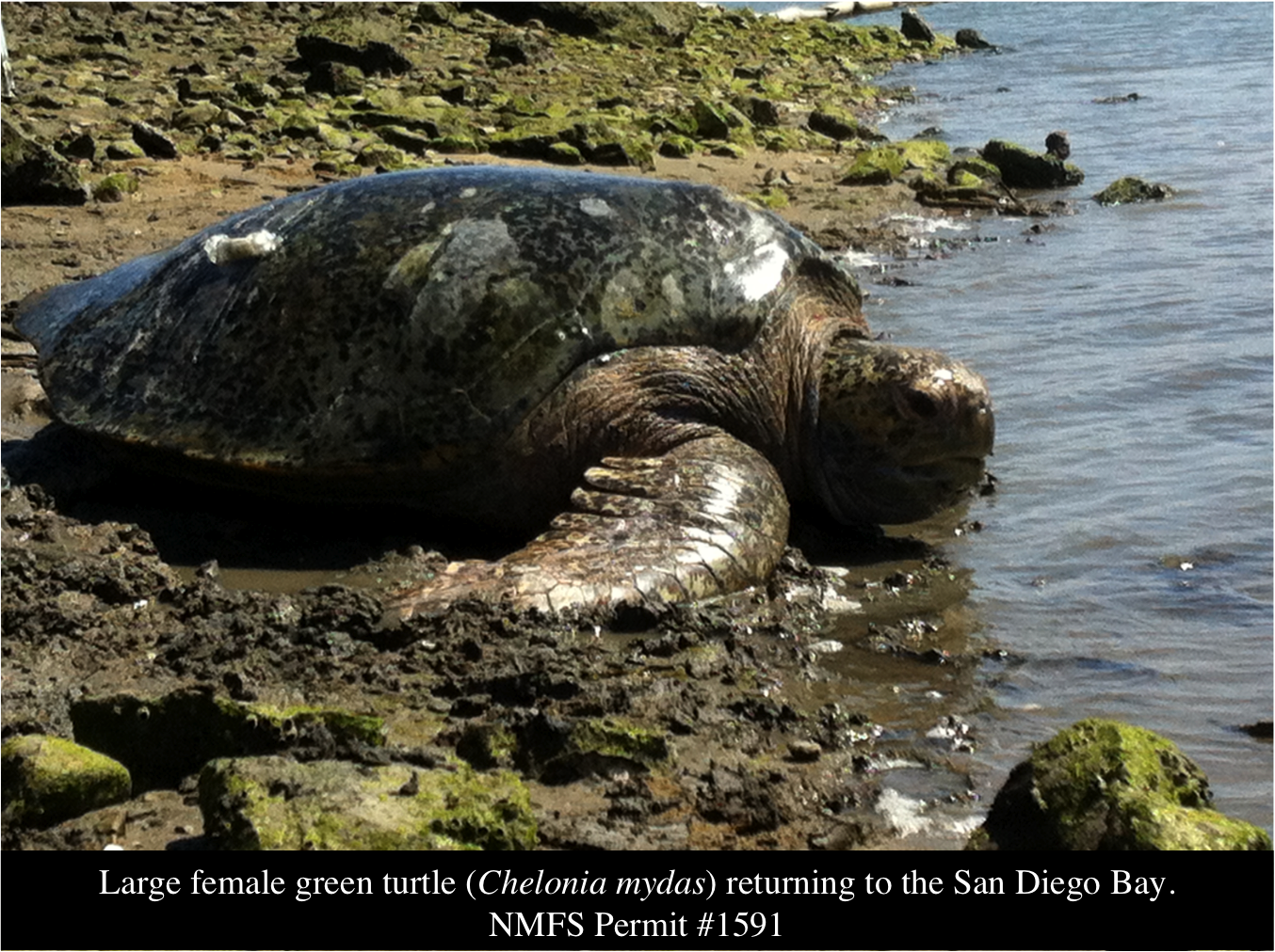 San Diego Sea Turtles Two Marine Turtle Populations in the East Pacific