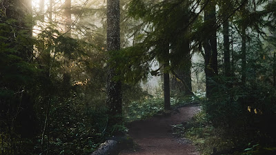 Path Forest Sunlight Free Nature Wallpaper Path Forest Sunlight Free Nature Wallpaper