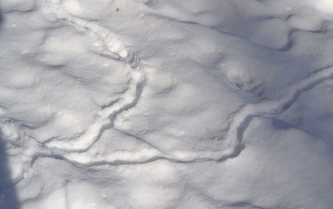 Woods Walks and Wildlife Vole Snow Palace