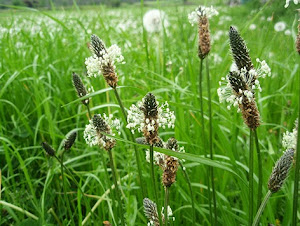Llantén menor (Plantago lanceolata)