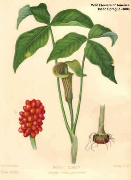 Image of Jack-in-the-pulpit foam flower companion plant