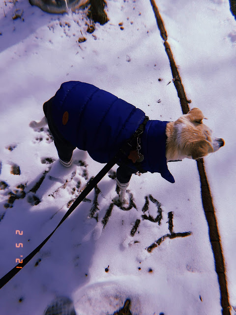 walking dog in a winter wonderland