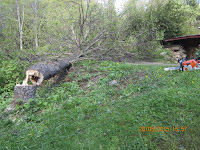 Järeätkin puut kaatuvat Stihl MS 441 C-M ja Stihl MS 261 C-M moottorisahoilla, apuna lompakkotalja