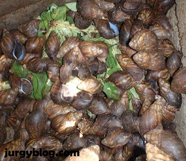 A complete guide on how to start Snail farming in Nigeria