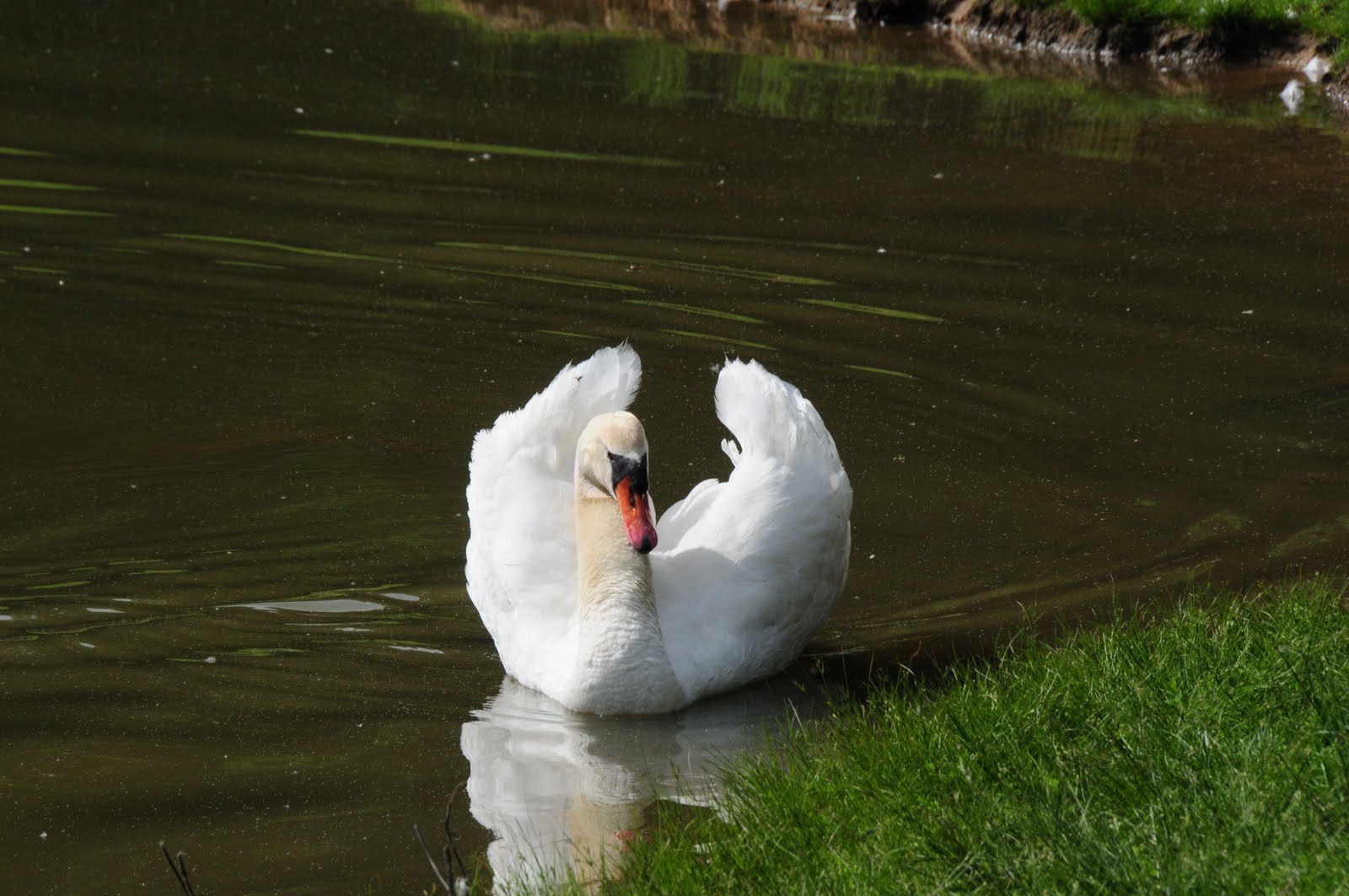 Hunter Isaacson & Family Swan Farm Pictures