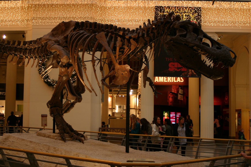 tyrannosaurus Sue z Chicaga