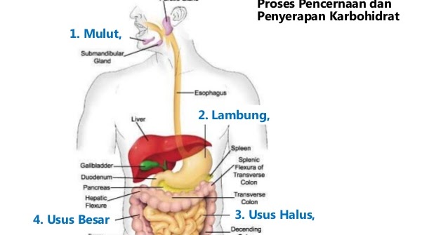 Atikah Hanum Mekanisme Penyerapan Karbohidrat