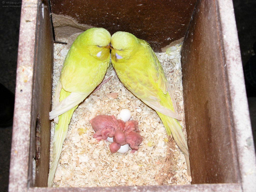 حياة طيور البادجي كيف تعرف ان انثى البادجي حامل