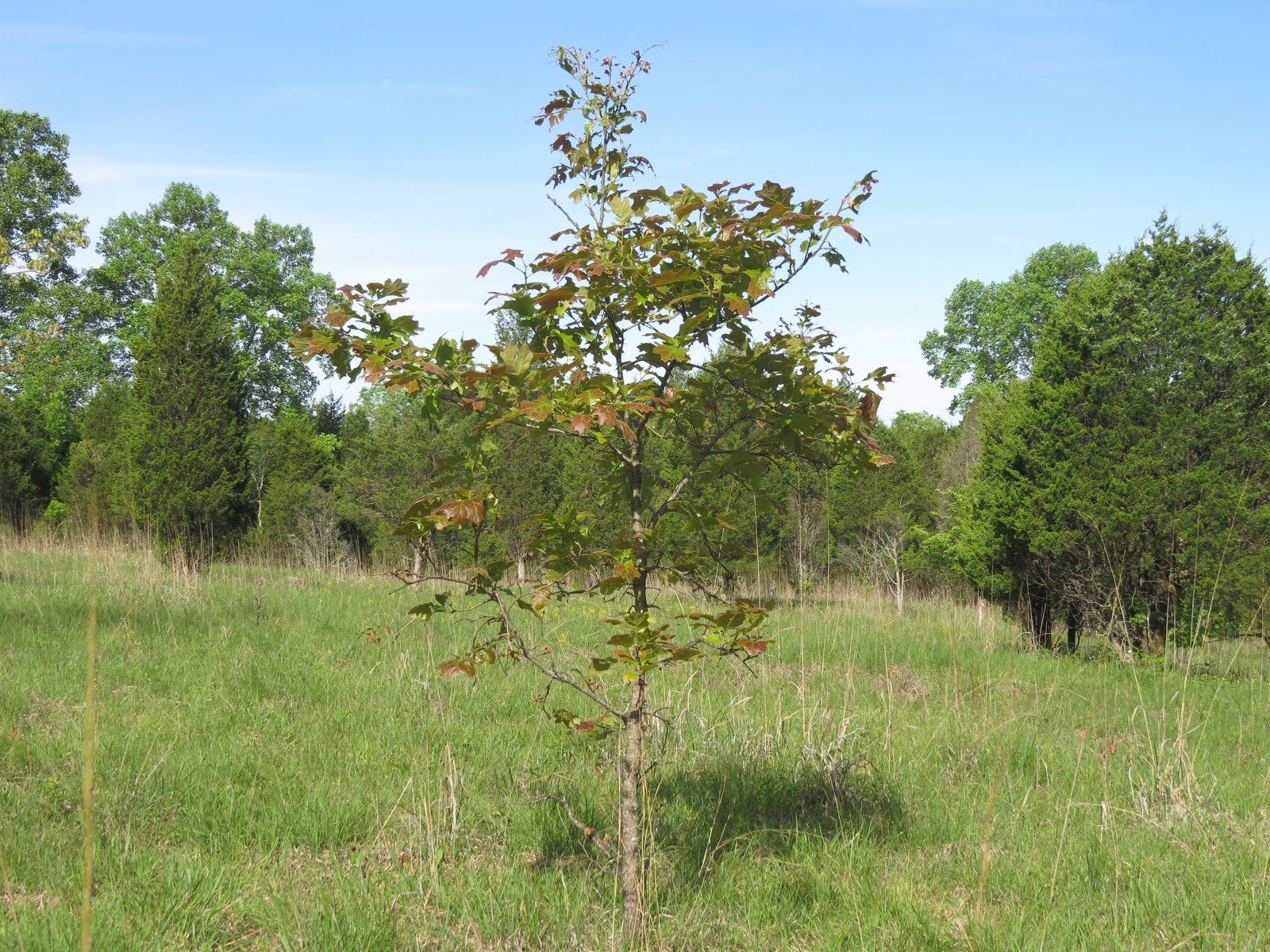 What eats blackjack oak creek