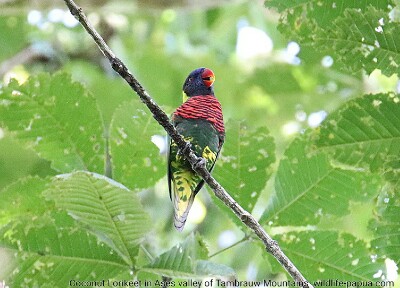 Rainbow Lorikeet in Ases forest of Tambrauw regency