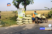 Musim Panen, Petani Di Bojonegoro Keluhkan Harga Gabah Anjlok