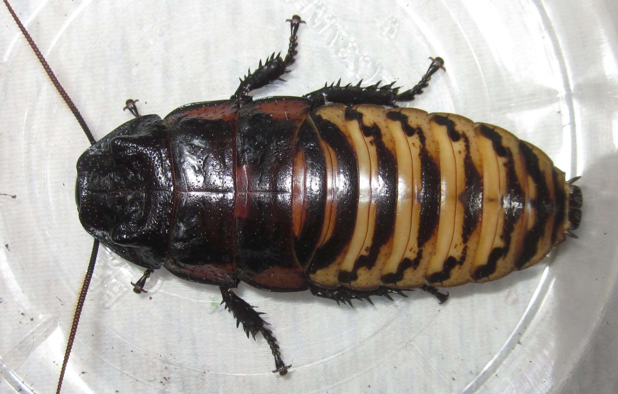TigerHisser%25231.JPG