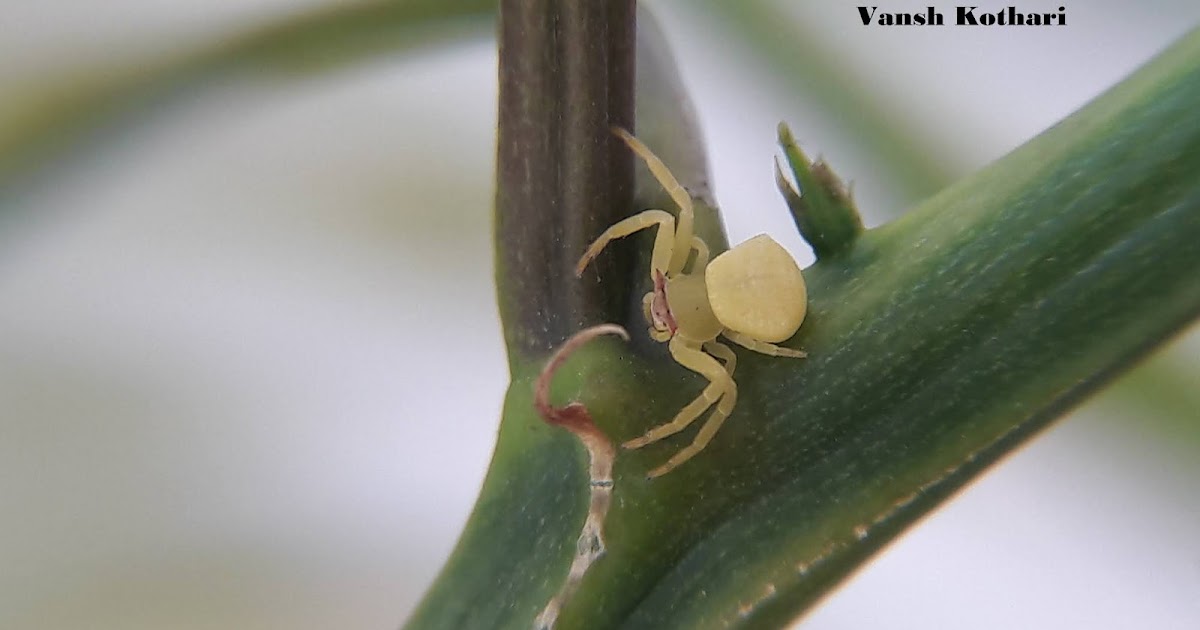 My Balcony Ecosystem Spiders Gallery