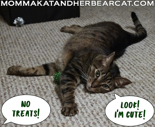 Miscellaneous moments - Momma Kat and Her Bear Cat