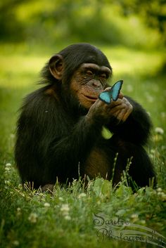 monkey images