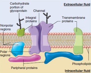 Cell Membrane Structure phospholipid bilayer cytosol cell diagram 