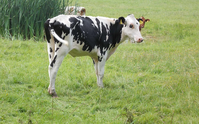 Jonge Friese koe achtergrond foto