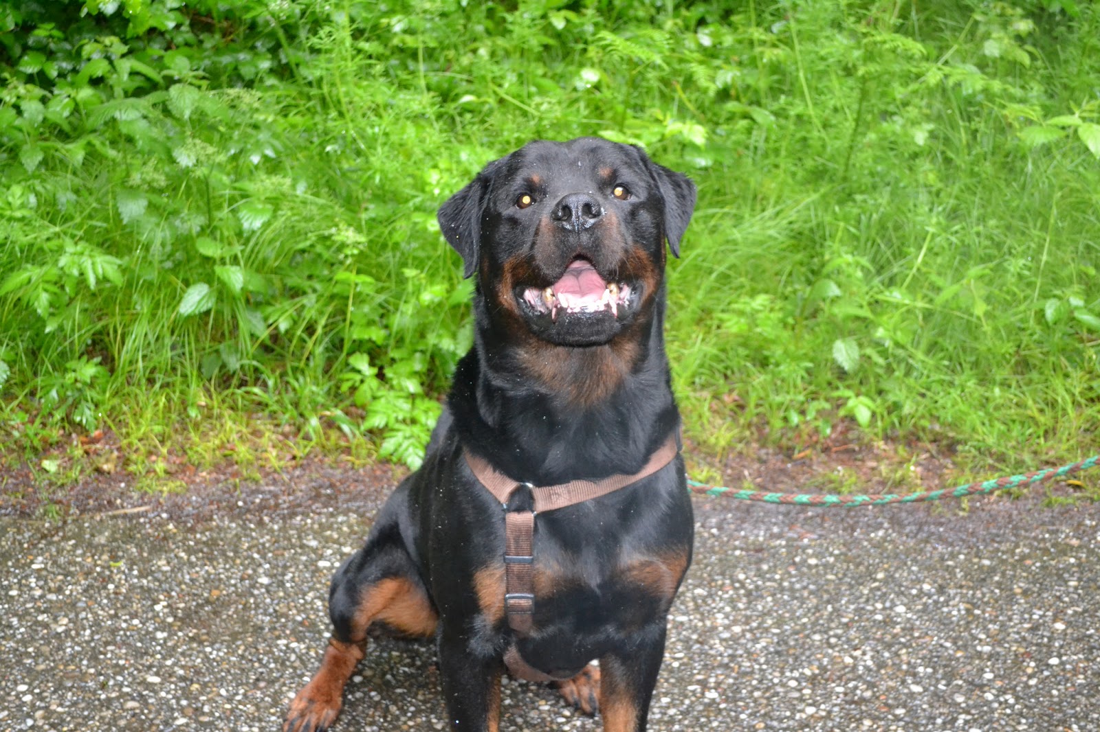 Der schwarze Hund I�m singing (and dancing) in the rain