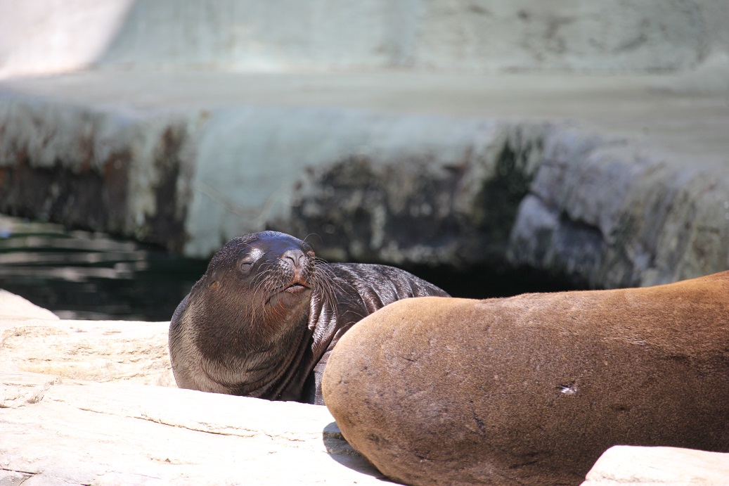 lachtaní mládě v zoologické zahradě Schönbrunn