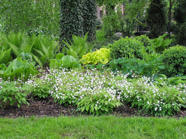 epimedium younga Niveum