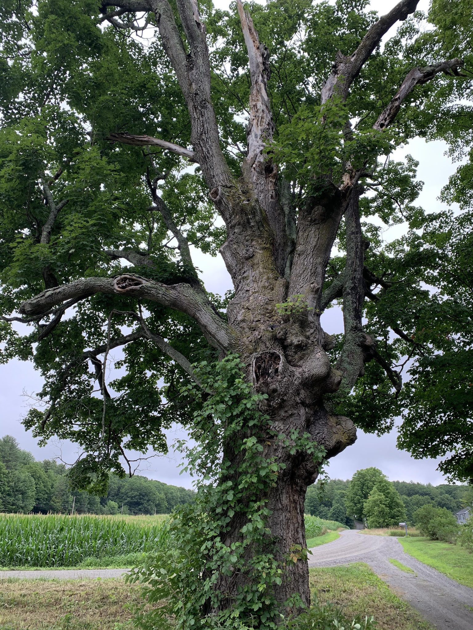 Tree Tuesday: The Maple Tree – Outside Chronicles