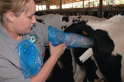 Insemination in cow
