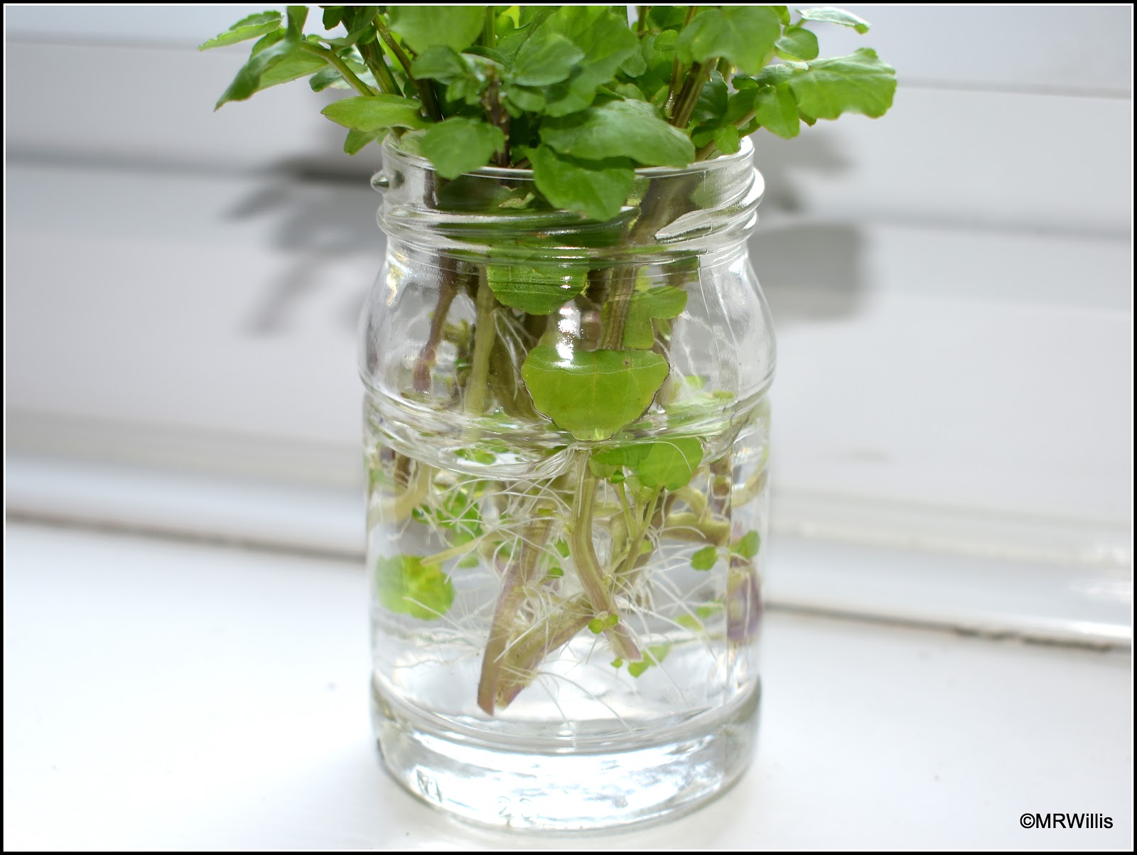 Mark's Veg Plot Increasing my stock of Watercress