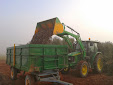 Harvesting olive trees