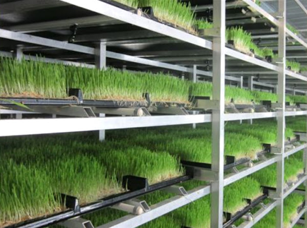 hydroponic green fodder, growing hydroponic green fodder, producing hydroponic green fodder, hydroponic green fodder production