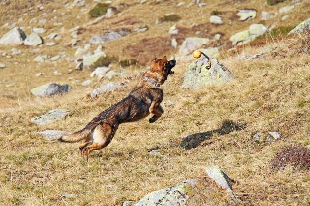 Aska, Deutscher Schäferhund