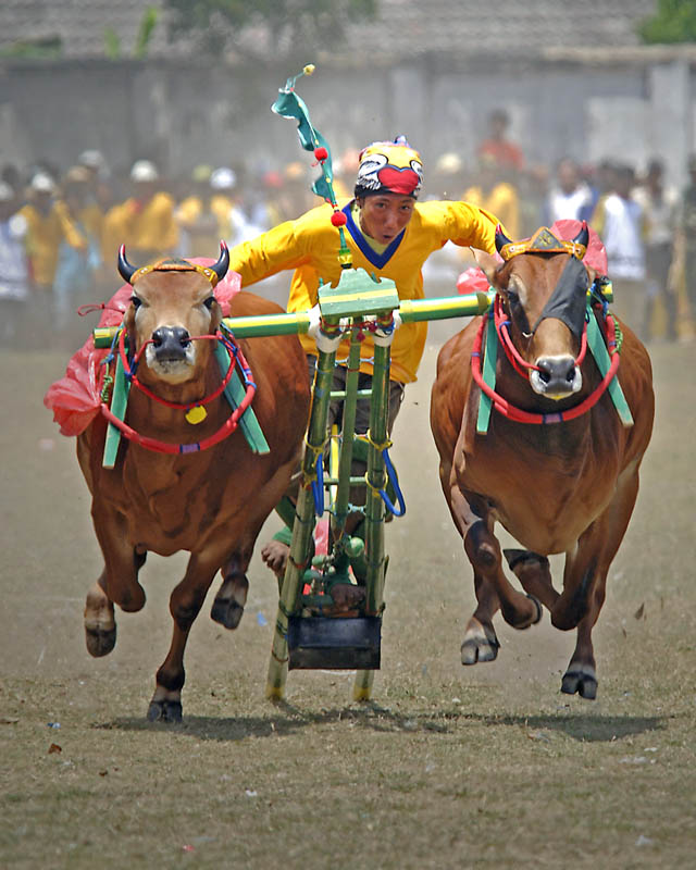 Cintai Budaya Indonesia: Karapan Sapi
