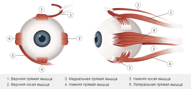 Строение Глаза Фото