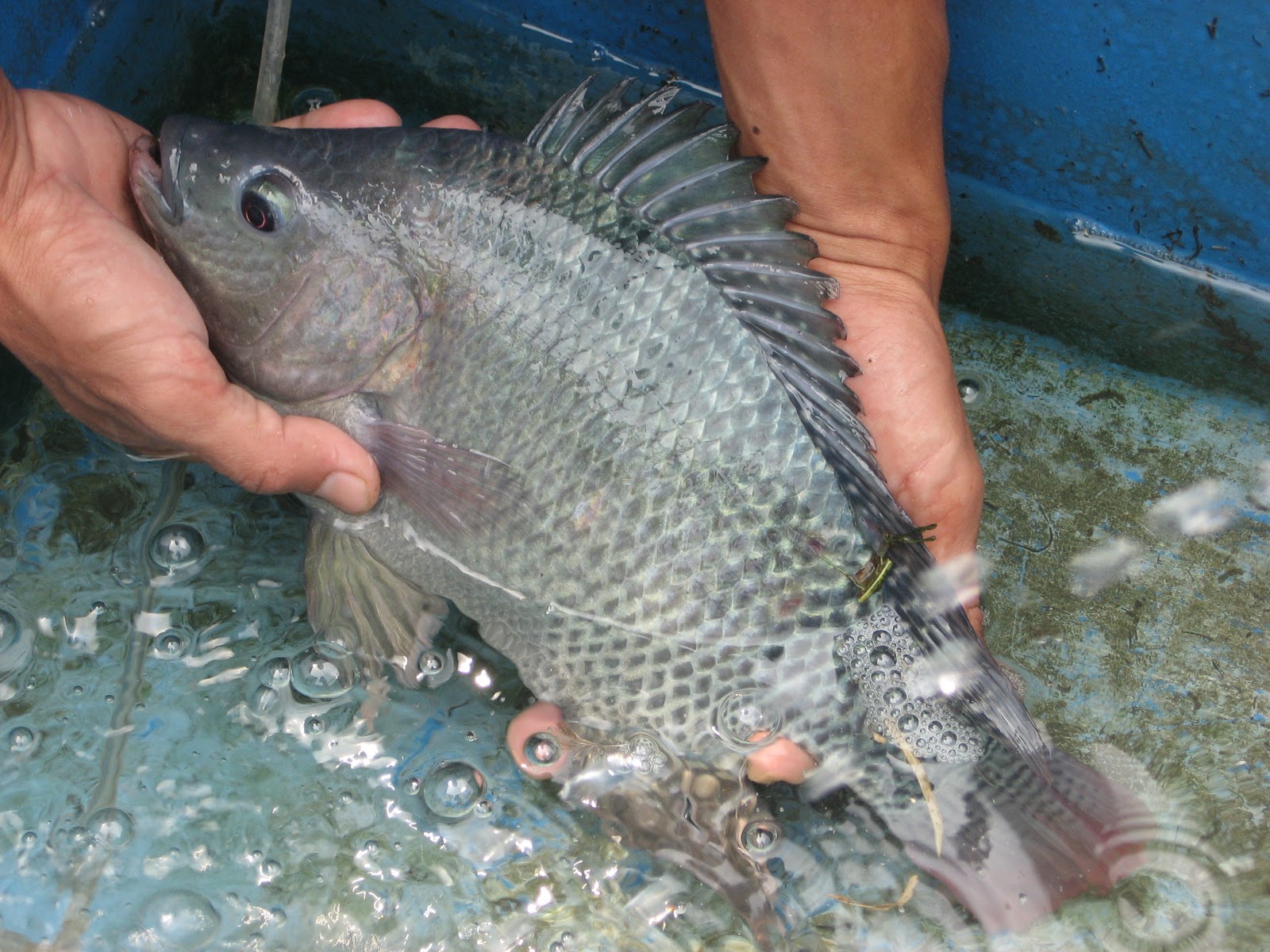 Foto Ikan Nila Air Tawar | GambarBinatang.Com