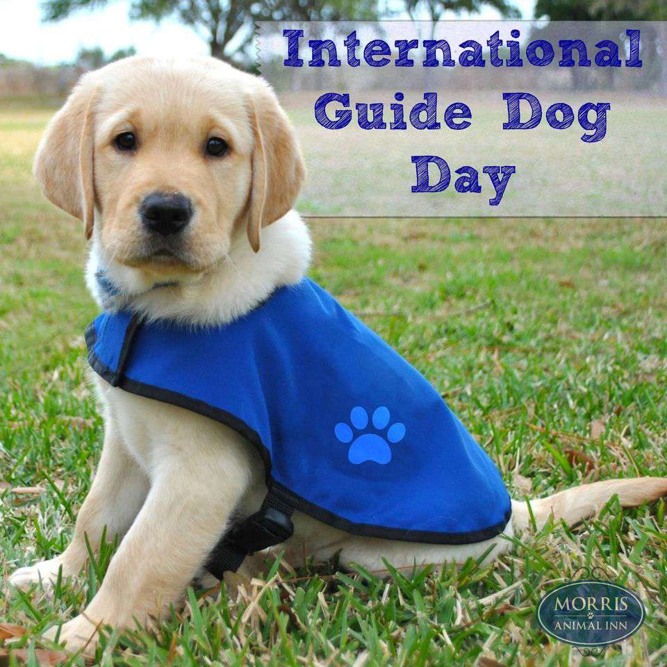 International Guide Dog Day Wishes Images Whatsapp Images