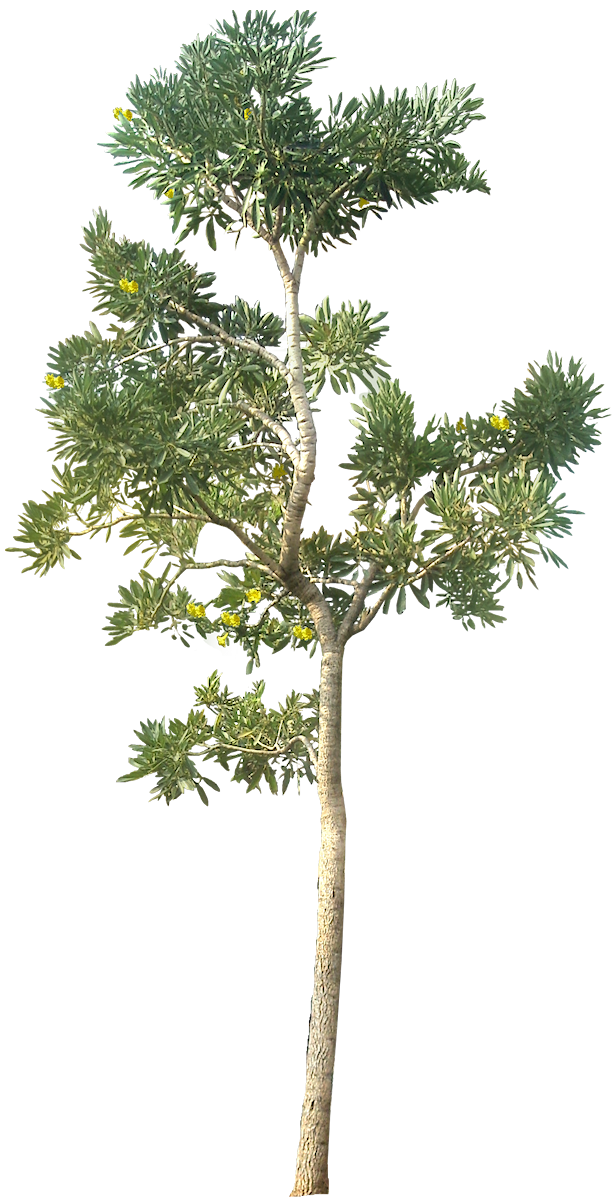 Tropical Plant Pictures: Tabebuia Aurea ( “Caribbean” Trumpet Tree )