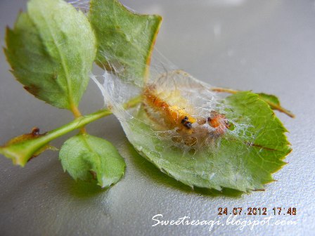 SweetieSaQi: Si Ulat Bulu nak jadi rama - rama.....