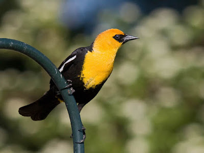 Photo of Yellow-headed Blackbird on metal pole