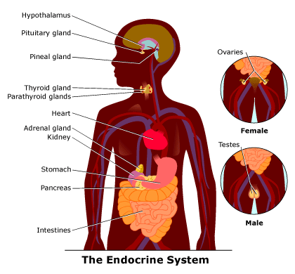 Peristiwa Kimiawi Tubuh Manusia: Sistem Hormonal (Sistem Endokrin)