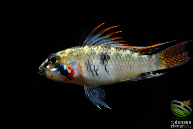 Apistogramma sp. Alto Vaupes I / sp. D39