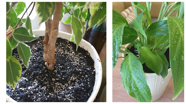 Гидрогель или вермикулит что лучше. Смотреть фото Гидрогель или вермикулит что лучше. Смотреть картинку Гидрогель или вермикулит что лучше. Картинка про Гидрогель или вермикулит что лучше. Фото Гидрогель или вермикулит что лучше Гидрогель или вермикулит что лучше. Смотреть фото Гидрогель или вермикулит что лучше. Смотреть картинку Гидрогель или вермикулит что лучше. Картинка про Гидрогель или вермикулит что лучше. Фото Гидрогель или вермикулит что лучше