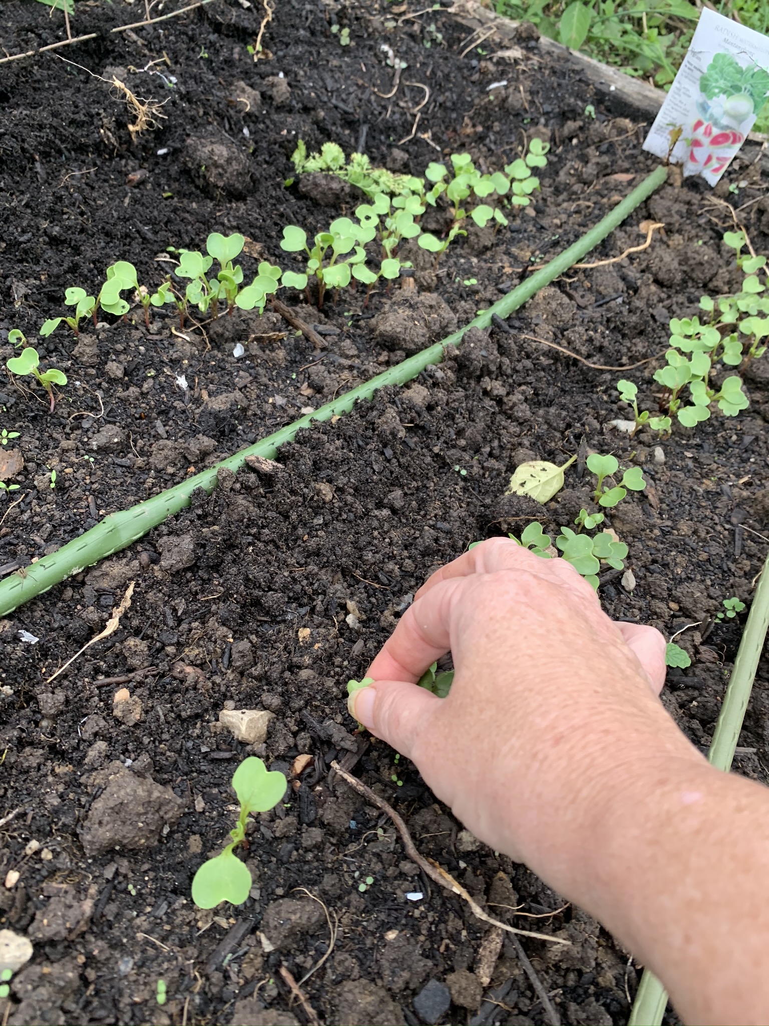 WashingtonGardener Fenton Friday Radish Seedlings